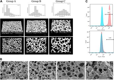 The Variability in Cytocompatibility and Bone Conduction Based on Different Pore Size and Porosity of n-HA/PA66 Composite Scaffolds